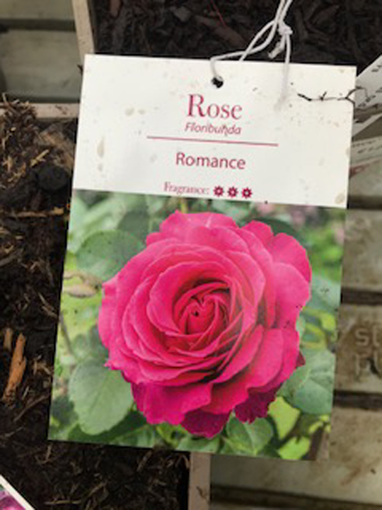 Rose - Romance